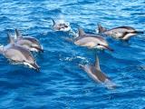  lanai dolphin cruise